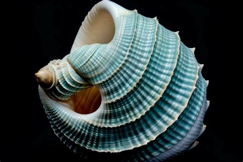 Image result for Sea Shell Shape