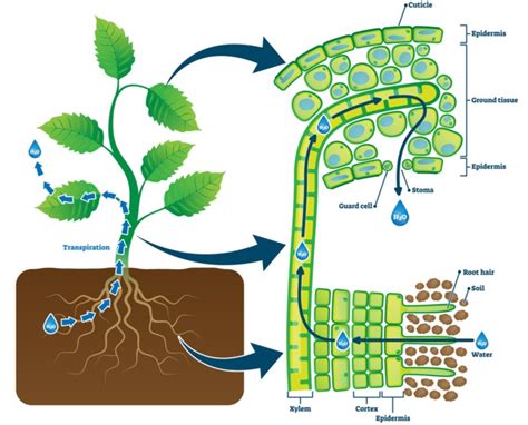 Image result for Transpiration Pull Example