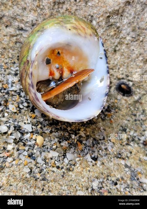 Bleeding Tooth Shell に対する画像結果