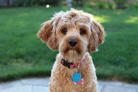 Cavapoo Puppies Breeders に対する画像結果