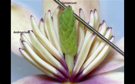 Image result for Virtual Flower Dissection