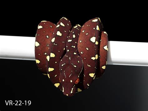 Image result for Green Tree Python Growth Chart