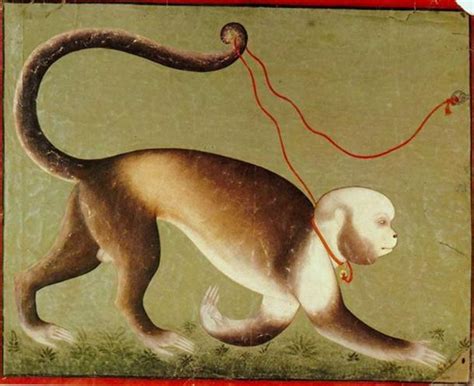 Image result for Human with Monkey Tail