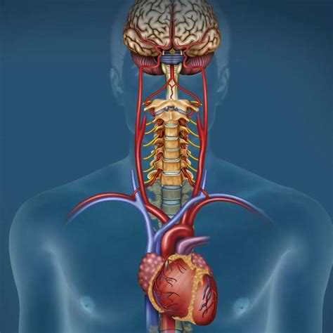 Image result for Autonomic Modulation Heart