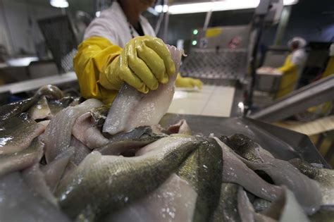 Image result for Winnipeg Fish Processor