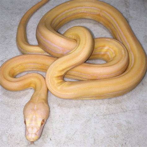 Albino Tiger Reticulated Python に対する画像結果