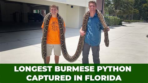 Image result for Record Python Florida