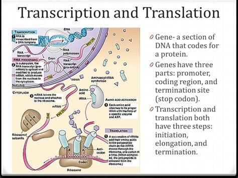 Image result for Transcription and Translation Example