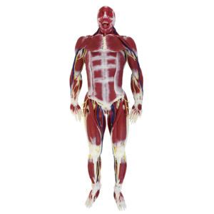 Image result for Synthetic Human Tissue