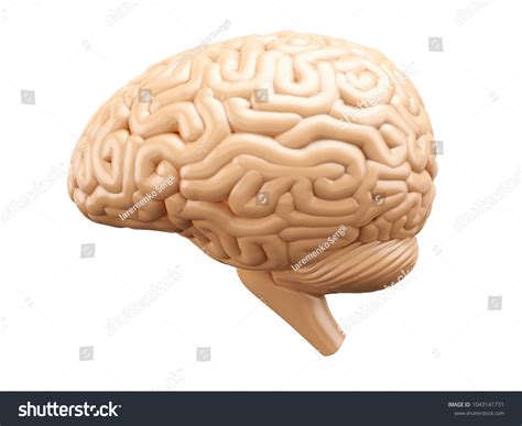 Image result for Brain Structure Side View