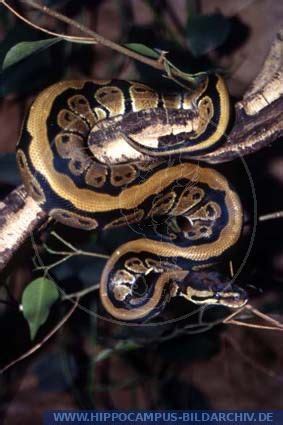 Image result for Striped Python