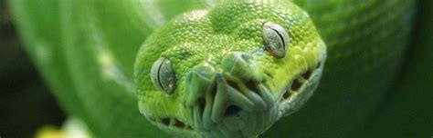 Green Python Bite に対する画像結果
