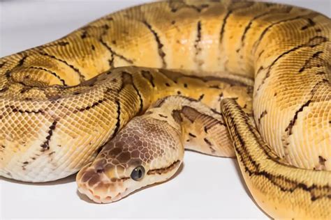 Image result for Emoji Dreamsicle Ball Python
