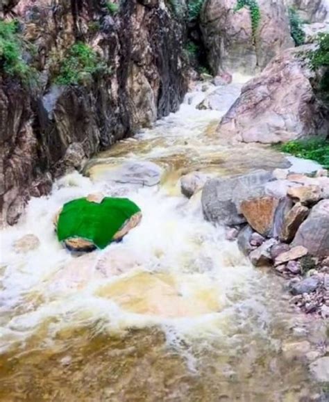 Toradh íomhá ar Painted Rock Python