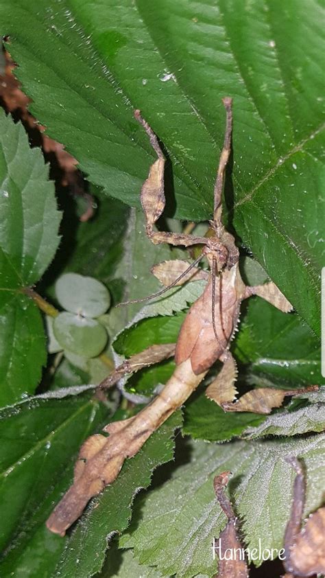 Image result for Flapper Tak