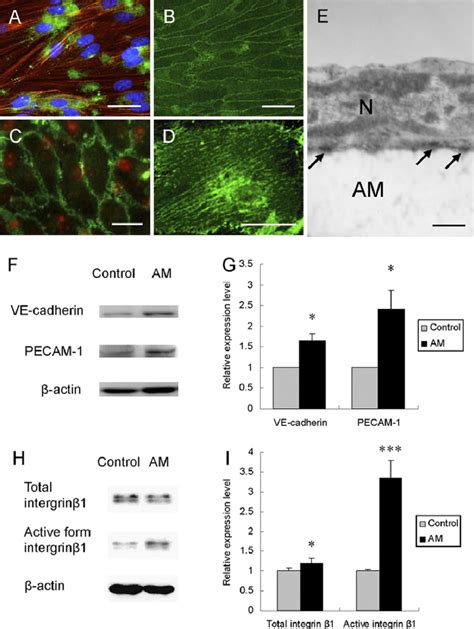 Toradh íomhá ar Immunostaining Intact Cells