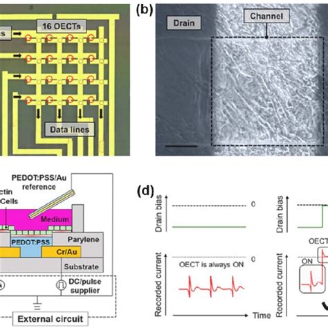 Schematic Transitor Array に対する画像結果