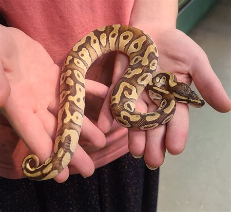 Image result for Albino Enchi Ball Python