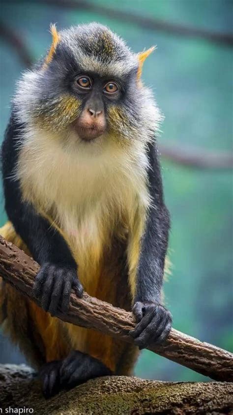 Monkey Fakemon に対する画像結果