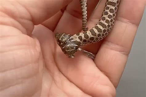Image result for Two-Headed Baby Snake