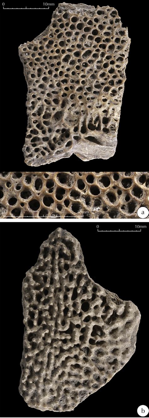Toradh íomhá ar Dermal Plates