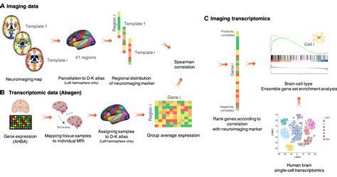 Transcriptomics Drawing に対する画像結果