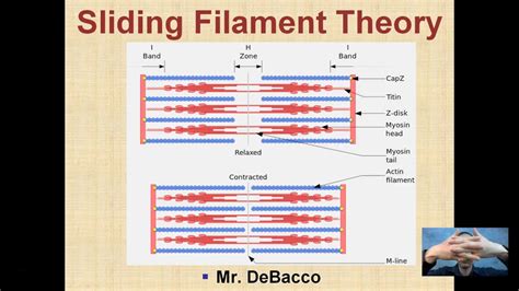 Image result for Sliding Filament Video