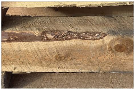Afbeeldingsresultaten voor Timber Defects