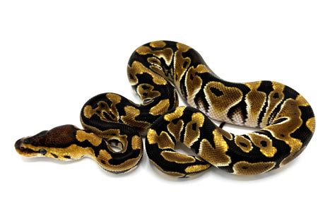 Ball Python Constrictor に対する画像結果
