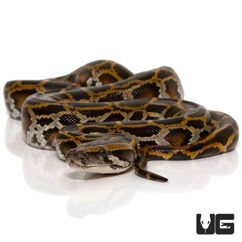 Image result for Burmese Python Hatchling