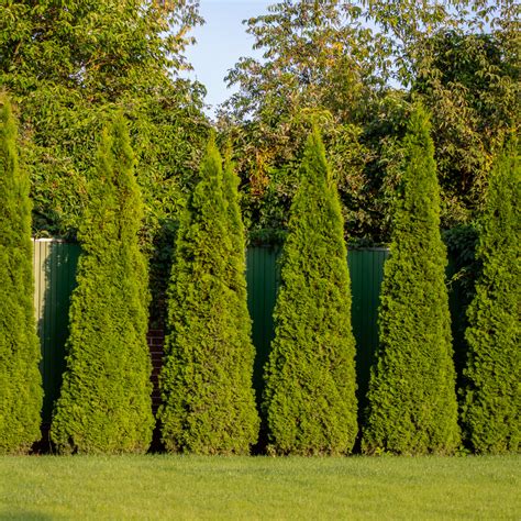 Image result for Privacy Fence Landscaping