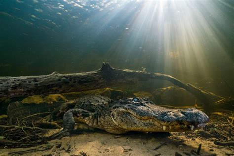 Bildergebnis für Levensloop Alligators