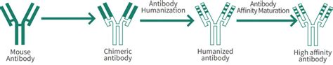 Image result for Antibody Affinity Maturation