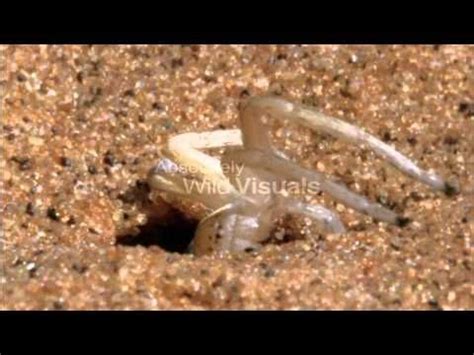 Desert Wheel Spider に対する画像結果