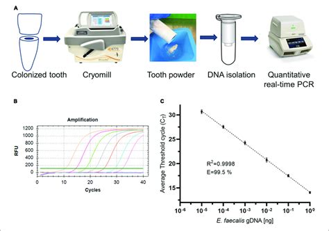 Image result for DNA Isolation to Sequencing Workflow