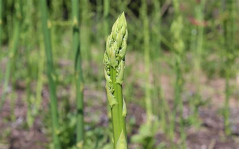 Image result for 7-Segment Display Arduino Tutorial