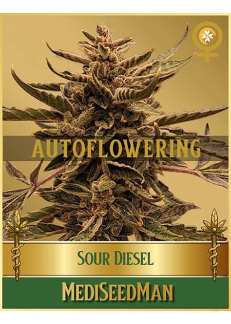Afbeeldingsresultaten voor Autoflower Weed