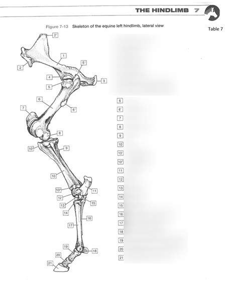 Image result for Hind Limb in Python