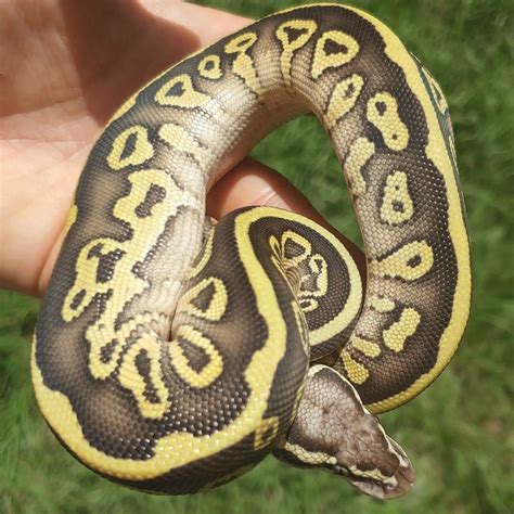 Bongo Black Pastel Lesser Ball Python に対する画像結果
