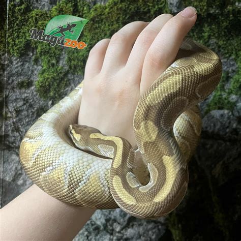 Toradh íomhá ar Lesser Monsoon Ball Python