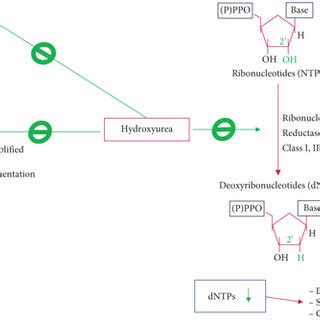 Image result for Hydroxyurea and Ros Mechanism