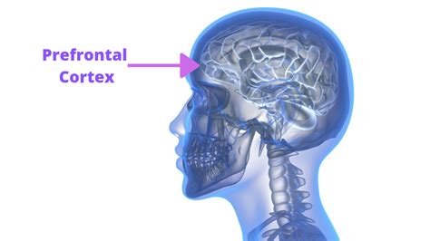 Image result for Prefrontal Cortex Real Brain