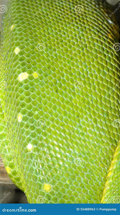 Naga Tree Python Skin に対する画像結果