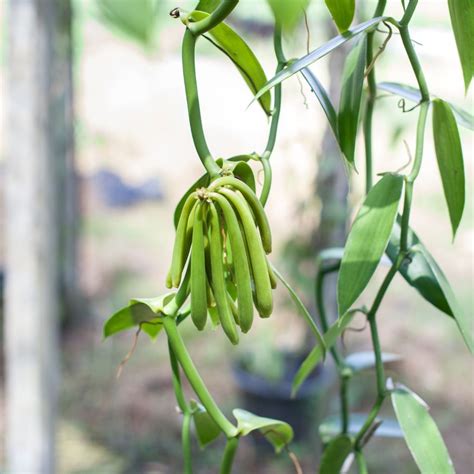 Image result for Growing Vanilla Beans