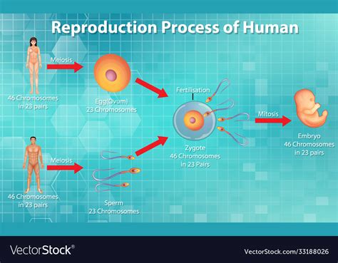 Image result for Humans Reproduction Toon