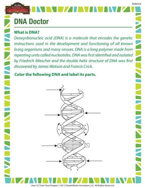 Toradh íomhá ar Decoding DNA Worksheet