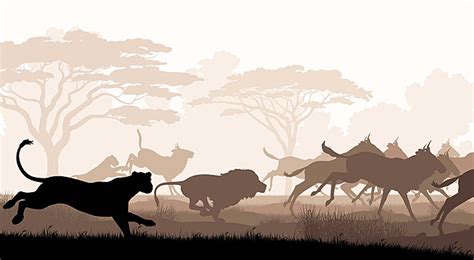 Image result for How to Drawa Lion Hunting