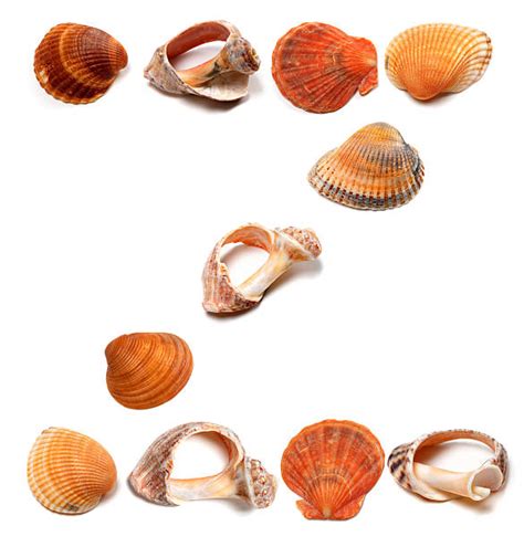Conch Shell Varieties に対する画像結果