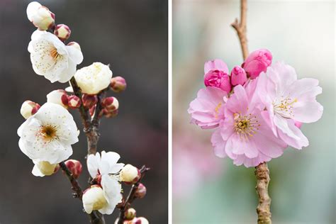 Plum Flower Disection に対する画像結果