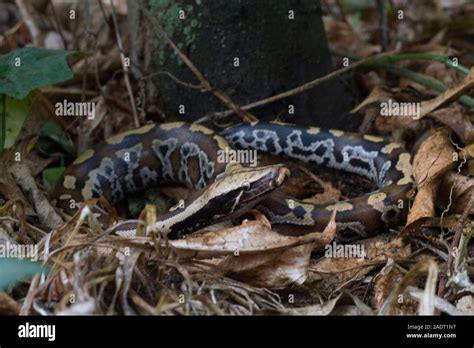 Afbeeldingsresultaten voor Red X Short-Tailed Python